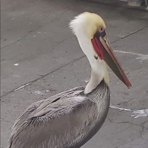 Meet your Posher, Guille